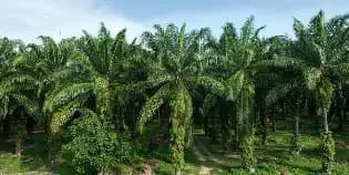 For Sale Palm Oil Plantation with Area of 24,000 Hectares in South Sumatra