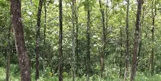 For Sale Teak Wood Plantation with Area of 25 Hectares in Karawang, West Java