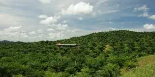 For Sale Palm Oil Plantation with Area of 2,500 Hectares in East Kalimantan