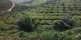 For Sale Palm Oil Plantation with Area of 50,000 Hectares in Central Kalimantan