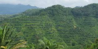 For Sale Palm Oil And Rubber Plantations with Area of 4,200 Hectares in Kelantan, Malaysia