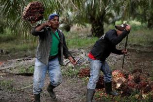 Meski Ekspor Sempat Turun, Harga CPO Masih Kuat Nanjak Meski Ekspor Sempat Turun, Harga CPO Masih Kuat Nanjak