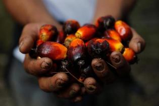 Kemenangan Joe Biden Bikin Harga CPO Tembus Level Tertinggi 2020 Kemenangan Joe Biden Bikin Harga CPO Tembus Level Tertinggi 2020