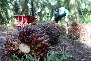 Pengusaha Sawit Targetkan Produksi 49 Juta Ton CPO di 2021 Pengusaha Sawit Targetkan Produksi 49 Juta Ton CPO di 2021