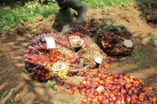 Sawit Berkelanjutan, Kuncinya Sains dan Teknologi Sawit Berkelanjutan, Kuncinya Sains dan Teknologi
