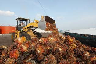 Sawit Sumbermas Kejar Target Produksi CPO Hingga Akhir Tahun 2020 Sawit Sumbermas Kejar Target Produksi CPO Hingga Akhir Tahun 2020