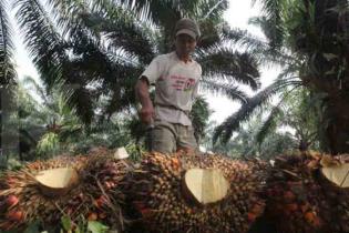Pembinaan Petani Sawit Swadaya Tanggungjawab Semua Pihak Pembinaan Petani Sawit Swadaya Tanggungjawab Semua Pihak